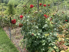 Red Roses, Green Leaves