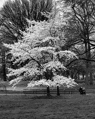 Central Park, NYC