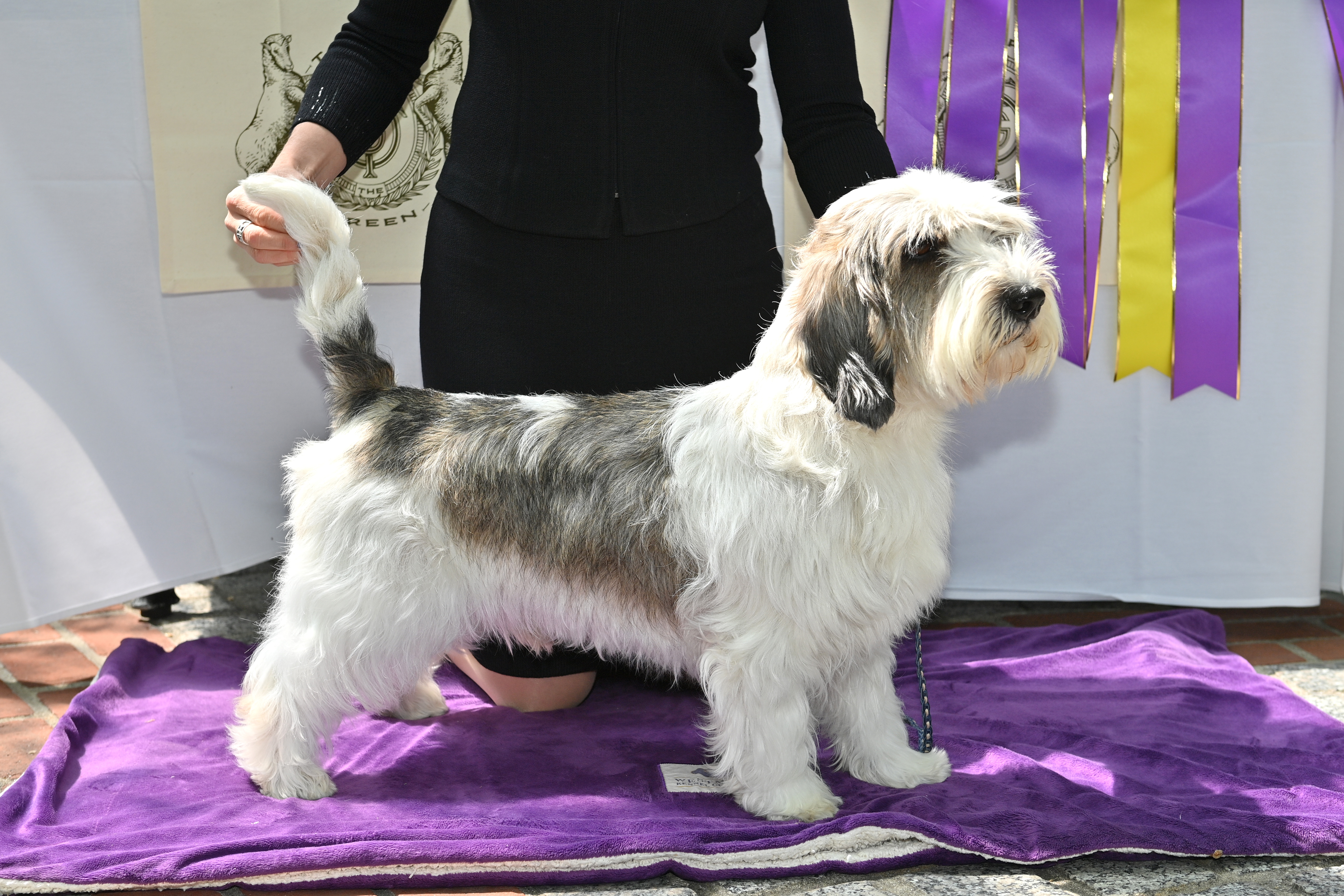 A white dog poses on a purple fabric.