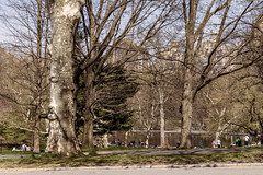 Central Park 4-14-24