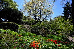 New York City: Central Park - The Ramble