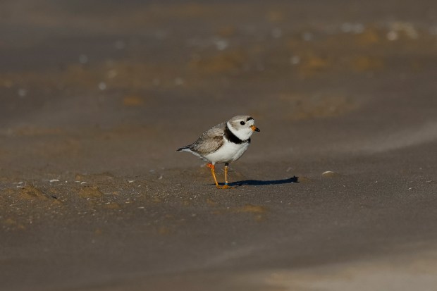 Sea Rocket, a piping plover, rests on May 22, 2024, at Montrose Beach in Chicago. (Vincent Alban/Chicago Tribune)