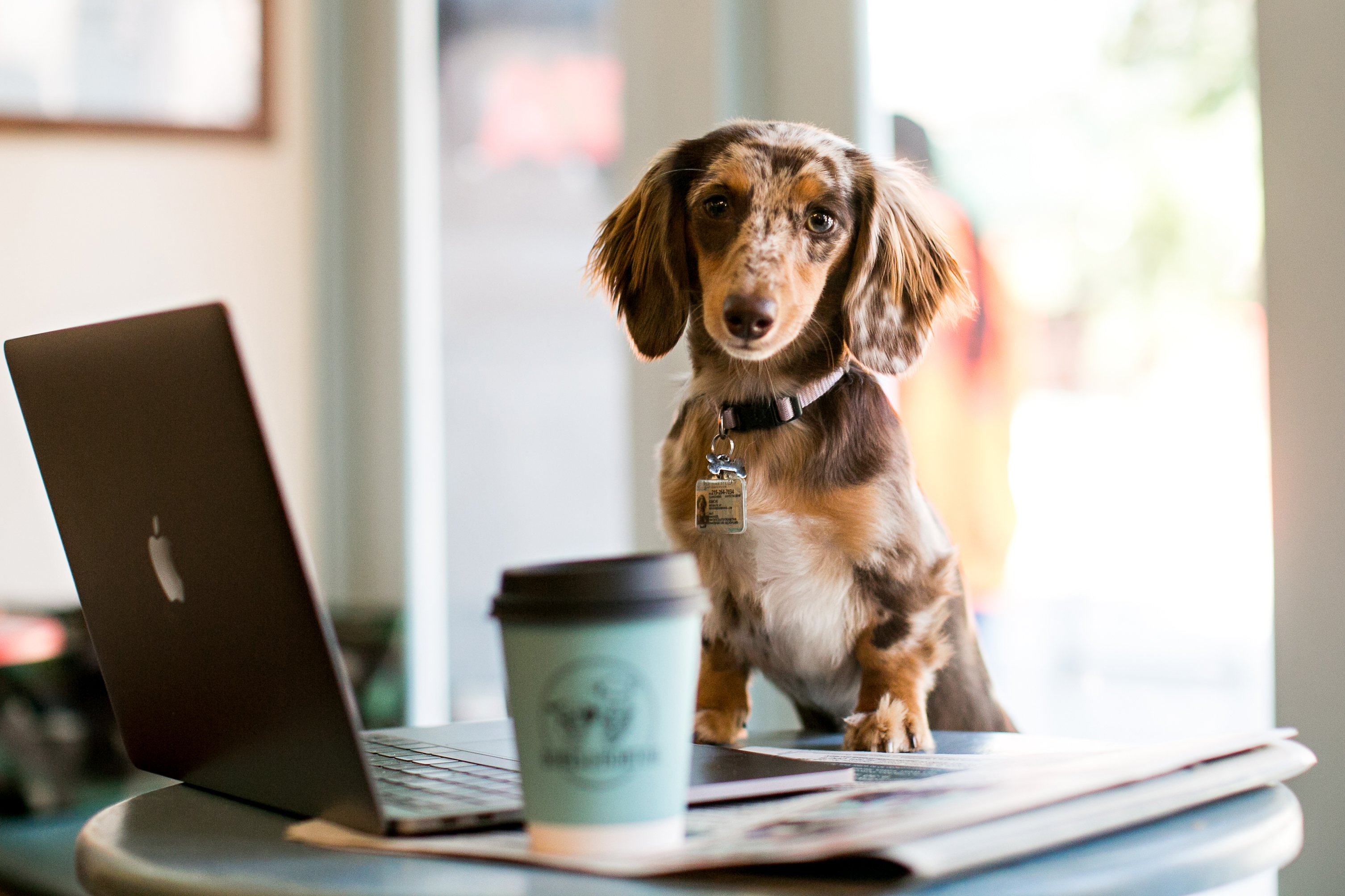 A dog looks at a laptop with a takeout coffee cup.