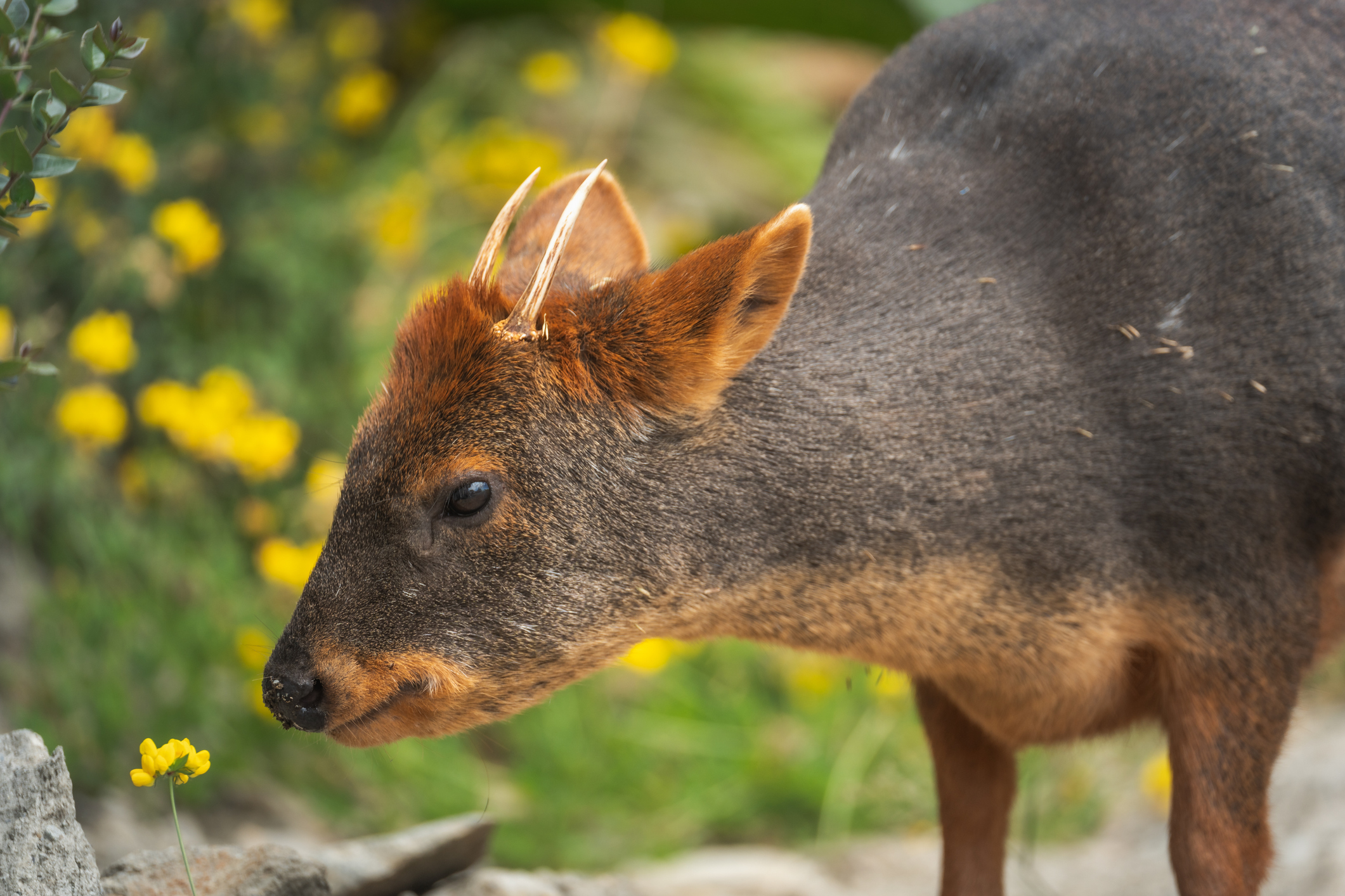 pudu deer close up