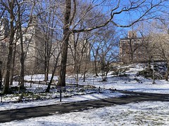 Mid-January in Central Park