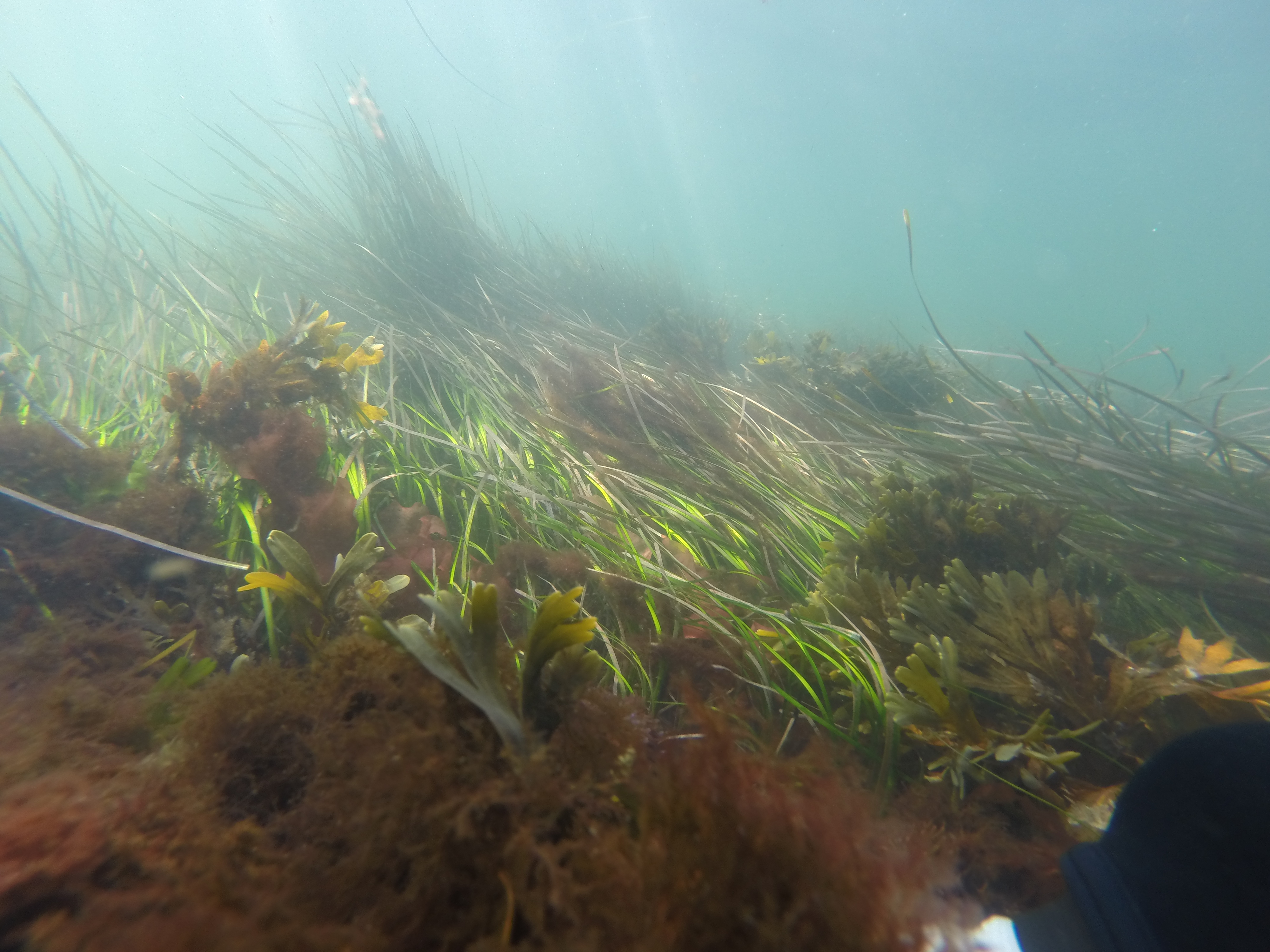 Underwater grass.