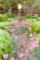 Pink Waterfall