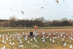 Queen of Seaguls