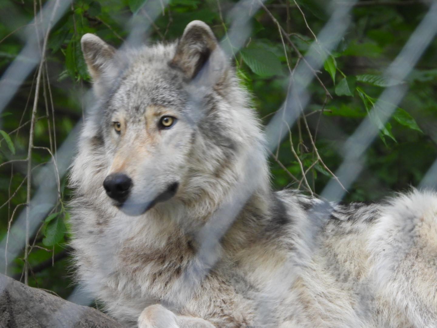 A wolf behind a fence.