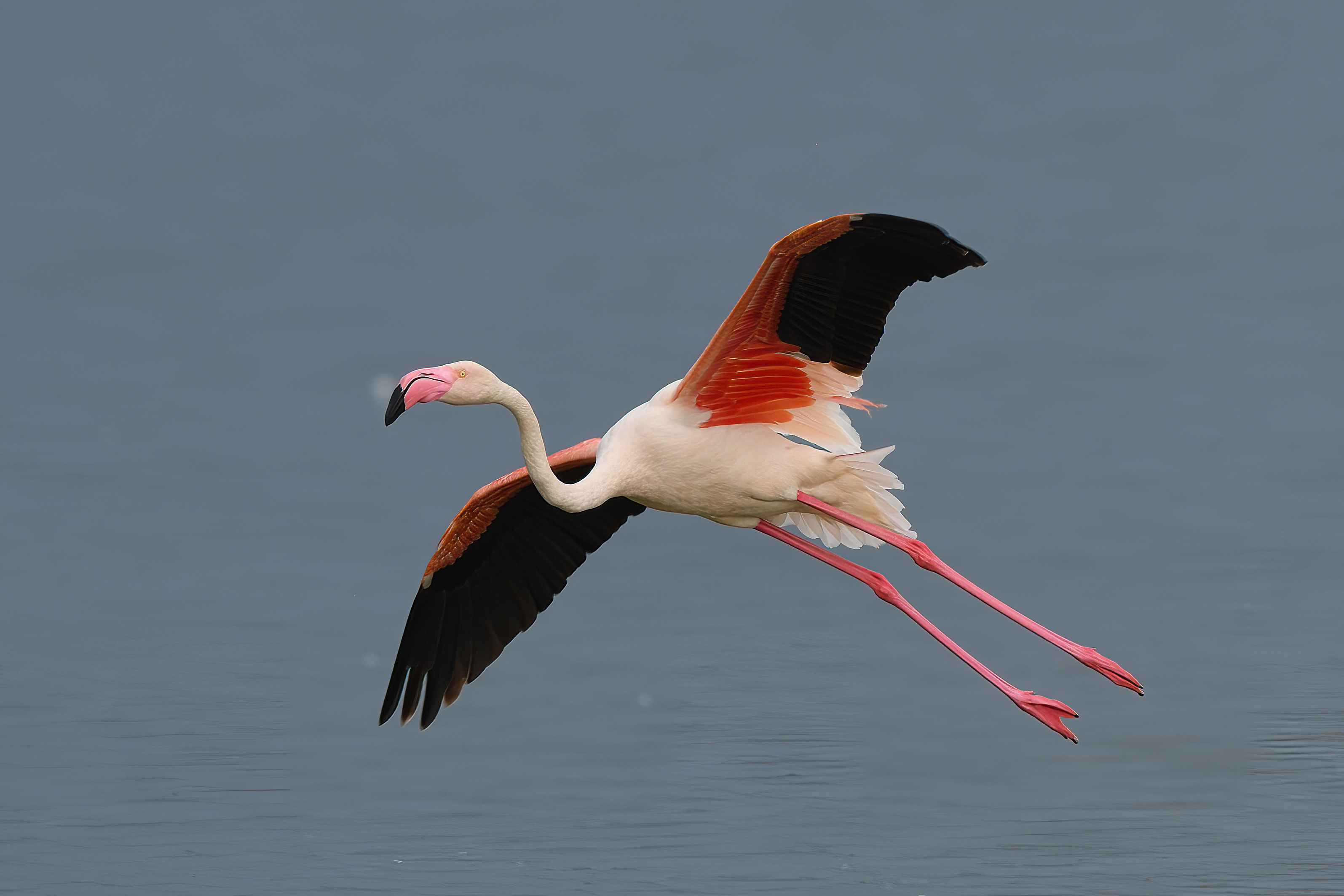 a close-up of a flamingo flying