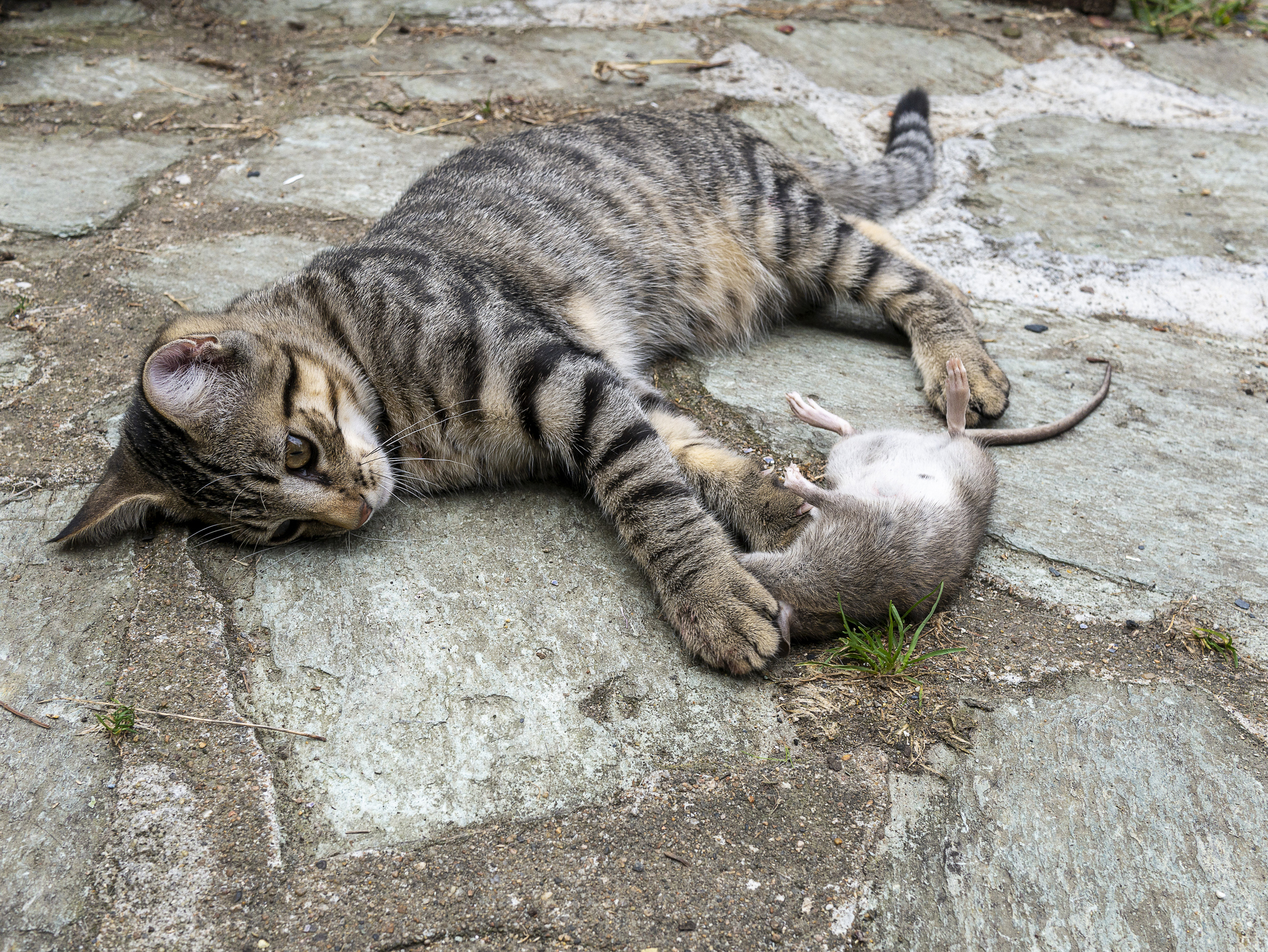 a cat that caught a rat