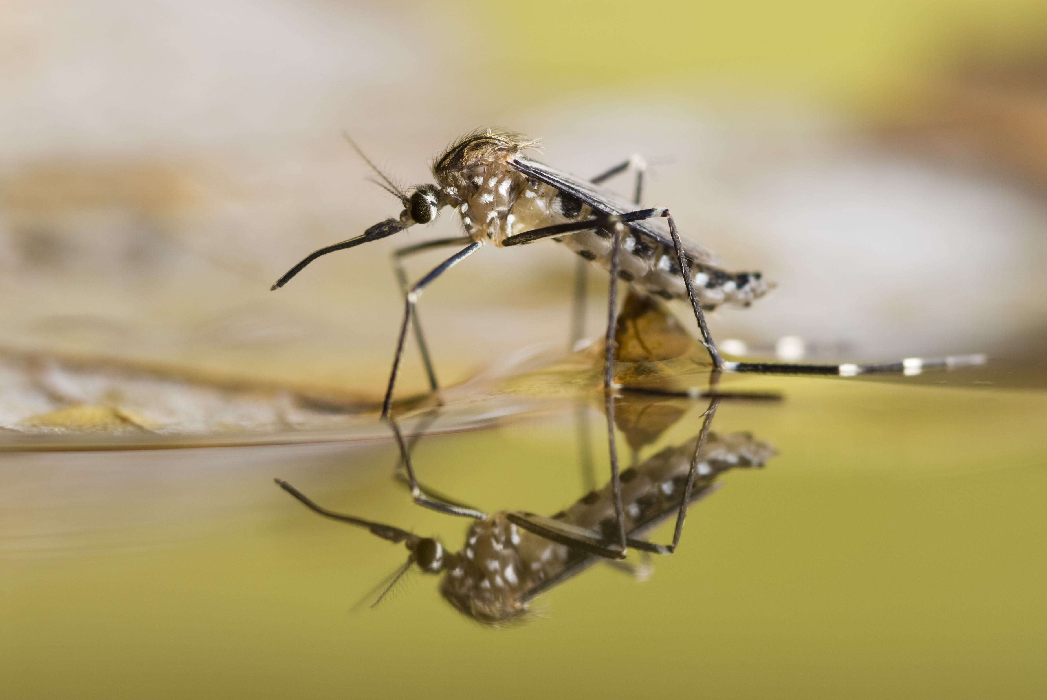 a close-up of a mosquito drinking water