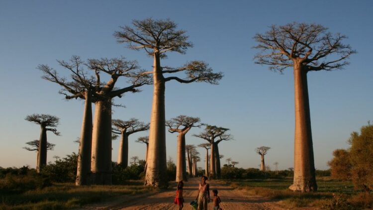 "Avenue of the Baobabs" in Western Madagascar is one of the most spectacular collections of the unusual trees. - Gavinevans/Creative Commons