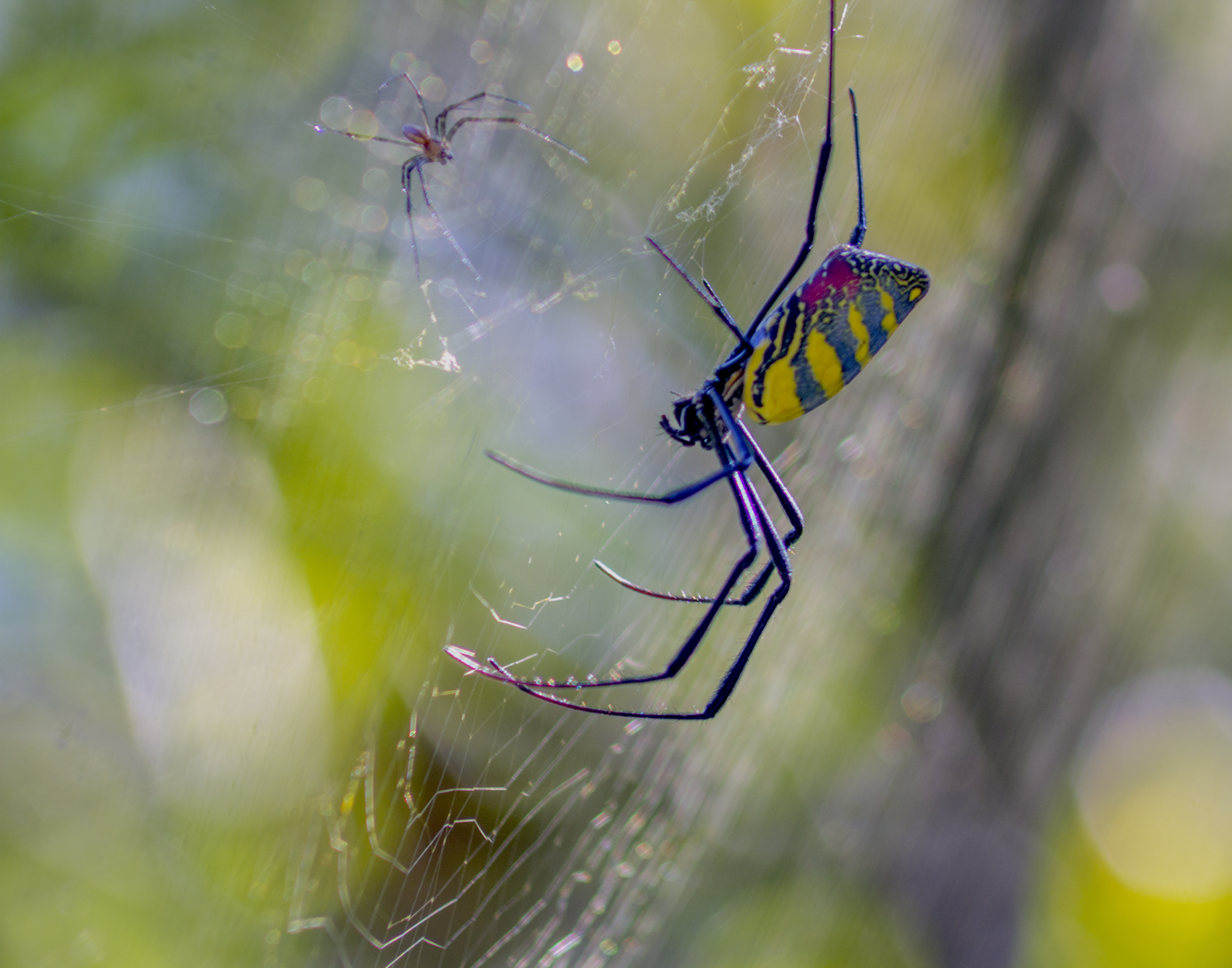 A large black, green, yellow and red spider on a web.