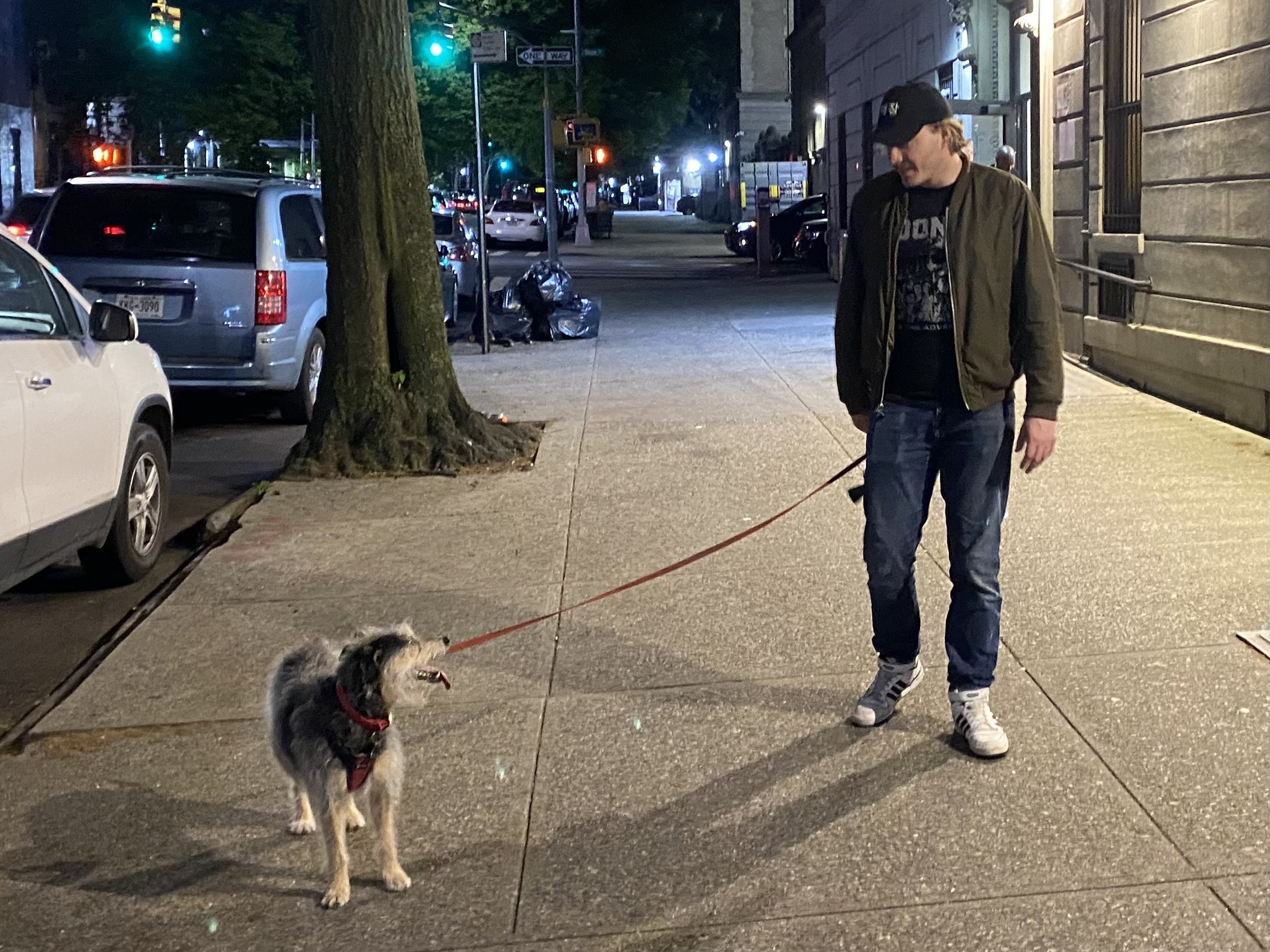 Luna, a 31-pound schnauzer mix, walks alongside her owner on a Crown Heights street.