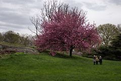 New York Botanical Garden