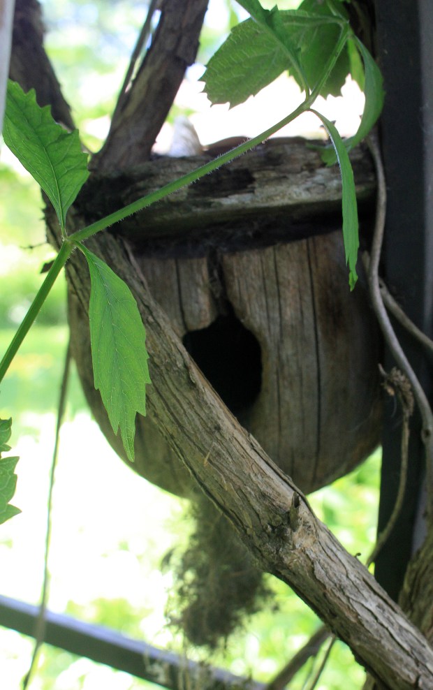 Black-capped chickadees filled this manmade nest box with moss and other materials. At least four young fledged from this nest box. (Steven D. Bailey/For the Lake County News-Sun)