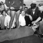 Inhalator squads work on fisherman John Jaworski, 52, at North Avenue beach after a huge wave hit the lake front and killed eight people on June 26, 1954. Jaworski was swept off the pier and was one of the eight people killed. (Chicago Tribune historical photo)