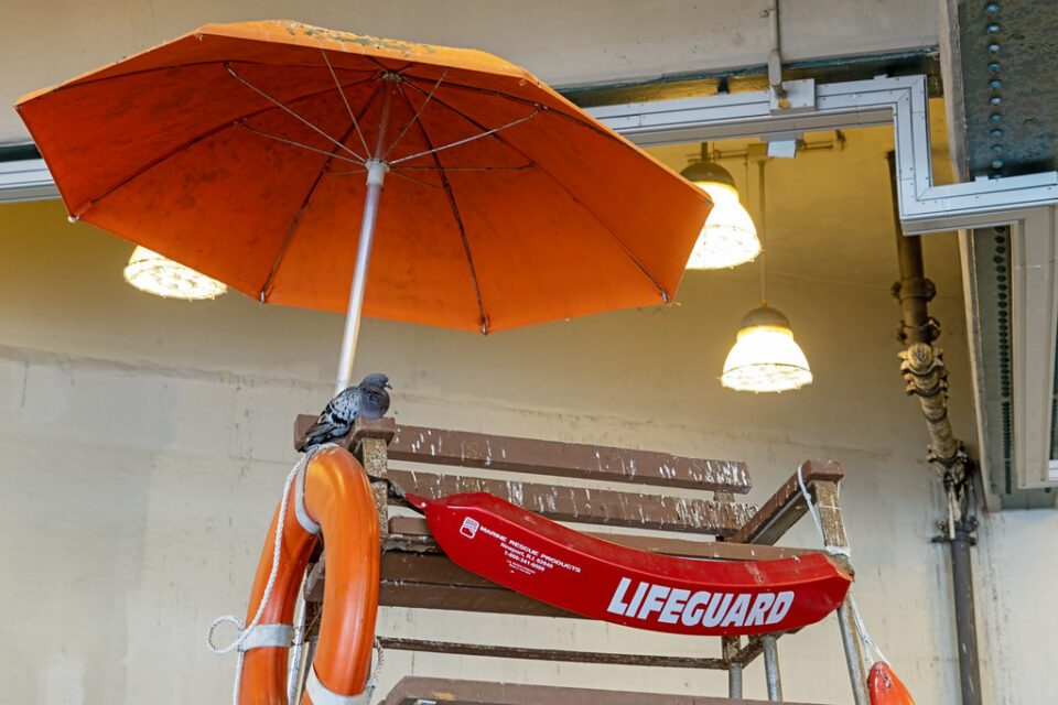 Feathered Lifeguard, Coney Island