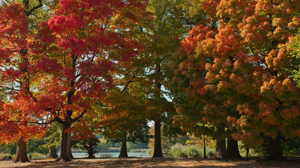 Prospect Park, Brooklyn