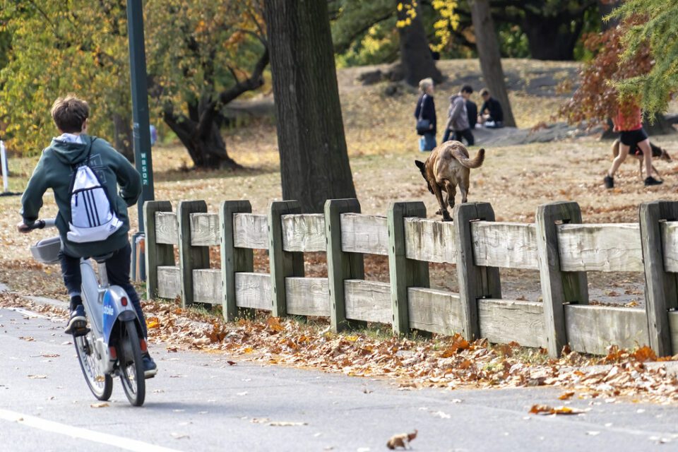 Race Ya, Central Park