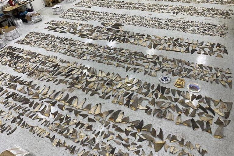 Crime Rings Caught Plotting to Trade Cocaine for Syrian Weapons, Say Prosecutors Crime Rings Plotted to Trade Cocaine for Syrian Weapons, Prosecutors Say – The New York Times