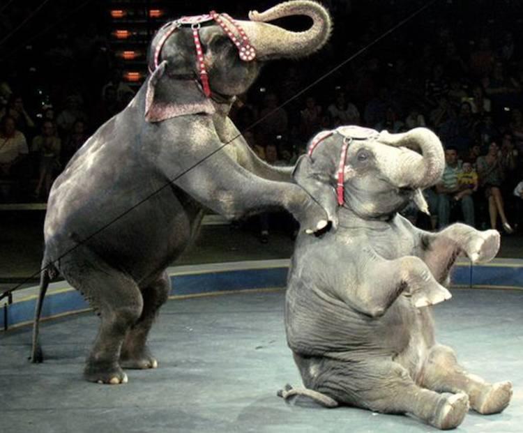 Illinois and New York Pass First Statewide Bans on the Use of Elephants in Entertainment – Animal Legal Defense Fund