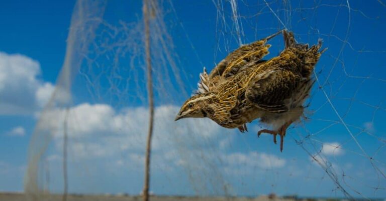 Two Men Sentenced in Landmark Case Exposing Largest-Ever Bird Mount Trafficking Scheme Office of Public Affairs | Two Men Sentenced in Largest-Ever Bird Mount Trafficking Case – Department of Justice (.gov)